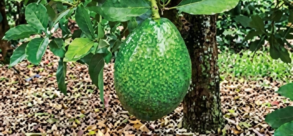 Premium Avocado Plants